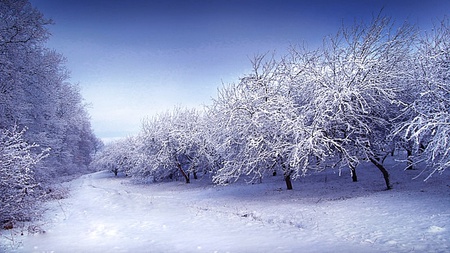 Snow White Path - beauty, snowy, cool, breezing