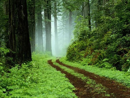 Forest greenery - nature, footpath, forest, forests, green, fog