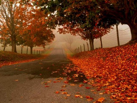 Flame Framed Road - misty, trees, fallen leaves, autumn, red, road, orange, leaves