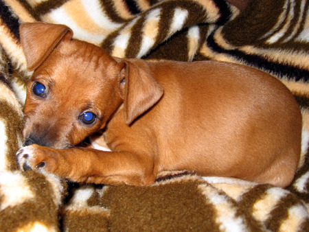 Puppy Cana - miniature pinscher, pet, puppy, dog