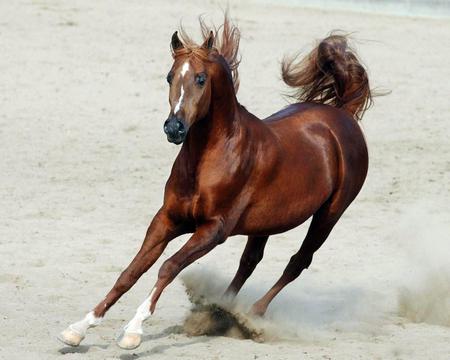 arabian horse - beautyfull, beach, brown, sand