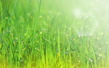 Beautiful Sparkling Green Grass - sparkling, grass, nature, beautiful