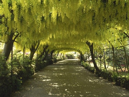 the path Japan - flowers, trees, nature, yellow, garden