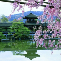 pink blossom- Japan