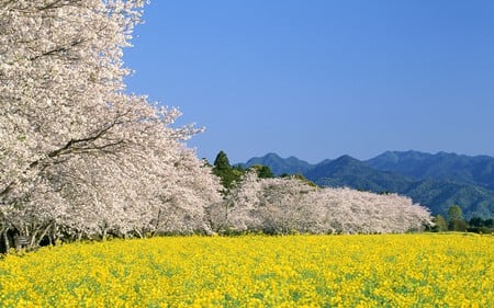 white blossom and yellow fields - nature, fields, trees, yellow