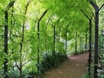 the green path