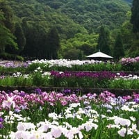 The flower garden- Japan