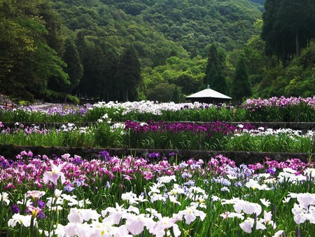 The flower garden- Japan - flowers, garden, trees, nature