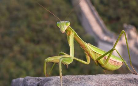 On Great Wall - animal, insect, beijing, funny