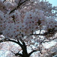 Cherry Blossom Close-Up