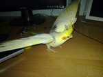 parrot korela