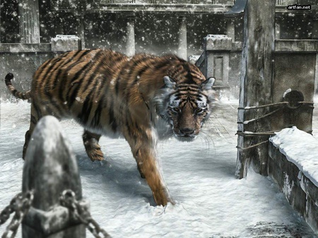 Tiger - tigers, 3d