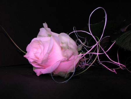 Pink rose - roses, 3d