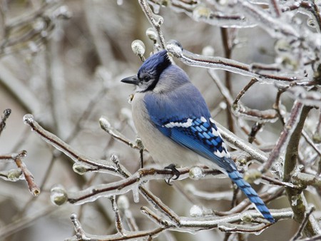 blue bird - snow, birds, blue