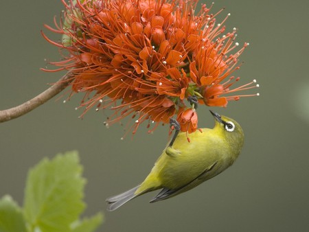 bird - flowers, birds, orange