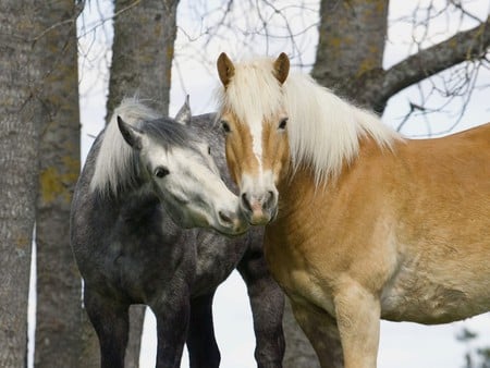 horses - mane, trees, animals, daylight, truck, eyes, day, anaimal, winter, legs, ears, nature, horses, tan, friends, gray