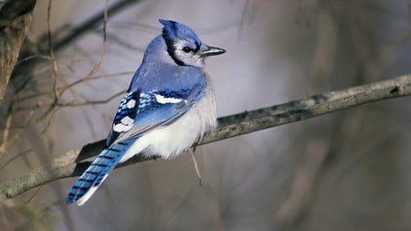 blue Jay - birds, branches, blue