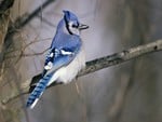 blue Jay