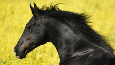 black horse - black, horses