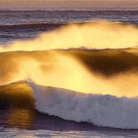 Wave of Gold Dust