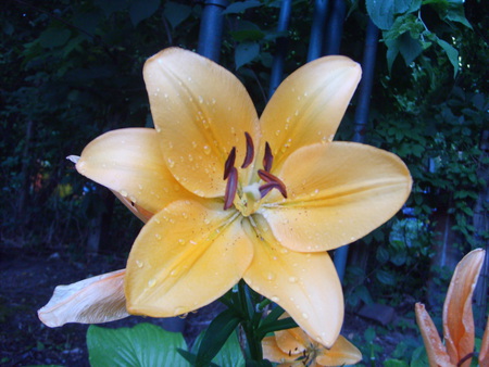 Flower Bloom - nature, green, yellow, flower