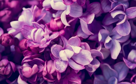 âPurpleâ - purple, bloom, petals, blossom, flowers, lilac, spring