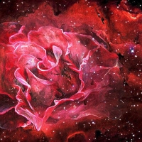 Celestial Rose