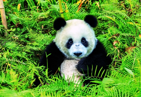 Panda Bear