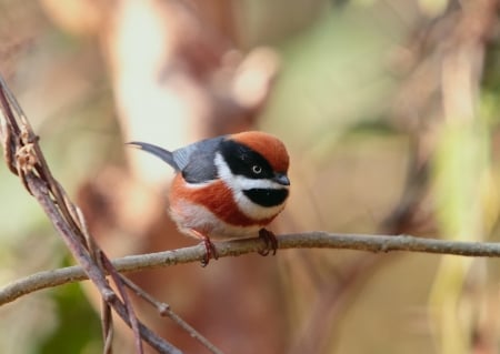 Bird - orange, black, cute, pasare, bird