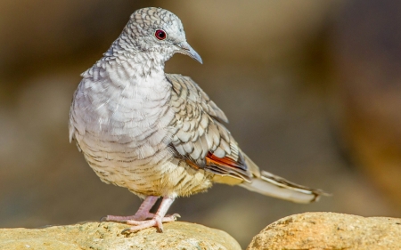 Inca dove - bird, inca dove, pasare, porumbel, gugustiuc