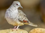 Inca dove