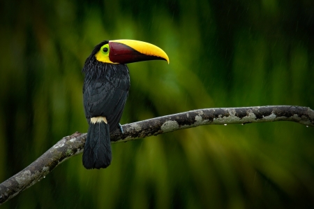 Toucan - bird, black, yellow, pasare, toucan