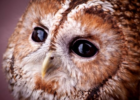 Owl - owl, bird, skin, pasare, eyes, bufnita, baby