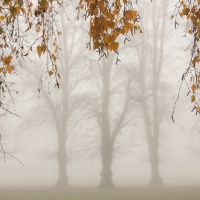 Misty morning