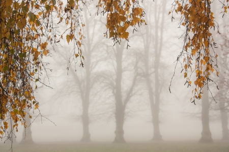 Misty morning - silhouette, orange, tree, fall, toamna, autumn, red, mist, leaf