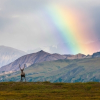 Rainbow over Denali National Park