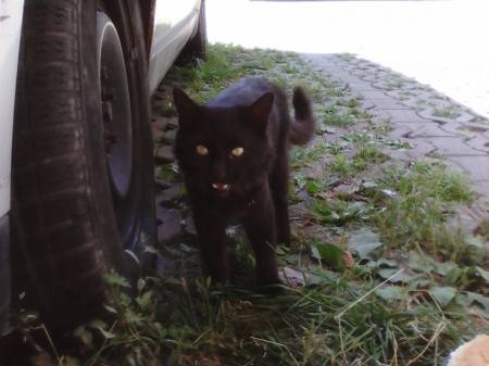 black cat - black, outdoor, animals, cats