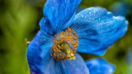 Flower - nature, petal, buds, flower