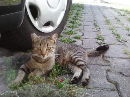 A hot day - cats, outdoor, animals, rest