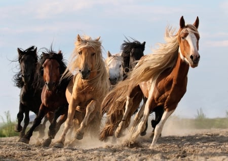 Horses - animal, running, cal, horse