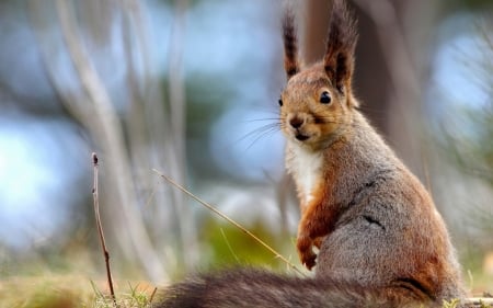 Squirrel - cute, animal, squirrel, veverita