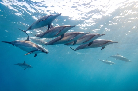 Dolphins - water, summer, blue, underwater, dolphin, sea