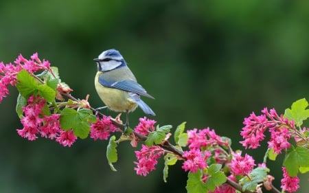 Blue tit - punk, pitigoi, blue tit, green, flower, pasare, bird