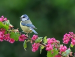 Blue tit