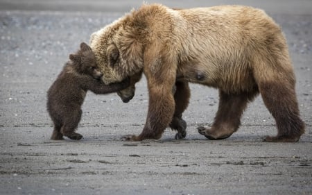 Bear - bear, fur, nature, paw