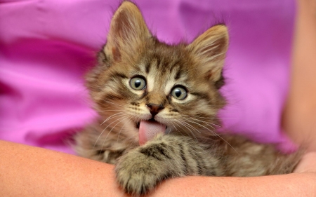 Kitten - paw, tongue, cat, animal, pisica, cute, kitten