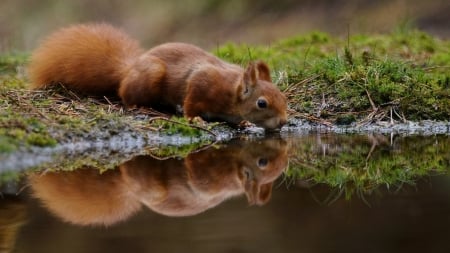 Squirrel - animal, tail, brown, squirrel