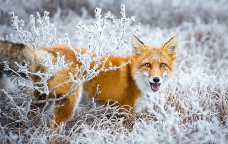 Fox - white, red, animal, winter, frozen, orange, vulpe, fox