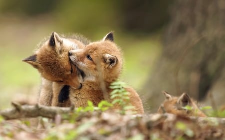 Fox - animal, tail, fox, cub