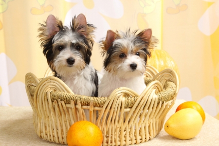 Puppies - animal, yellow, fruit, dog, caine, puppy, lemon